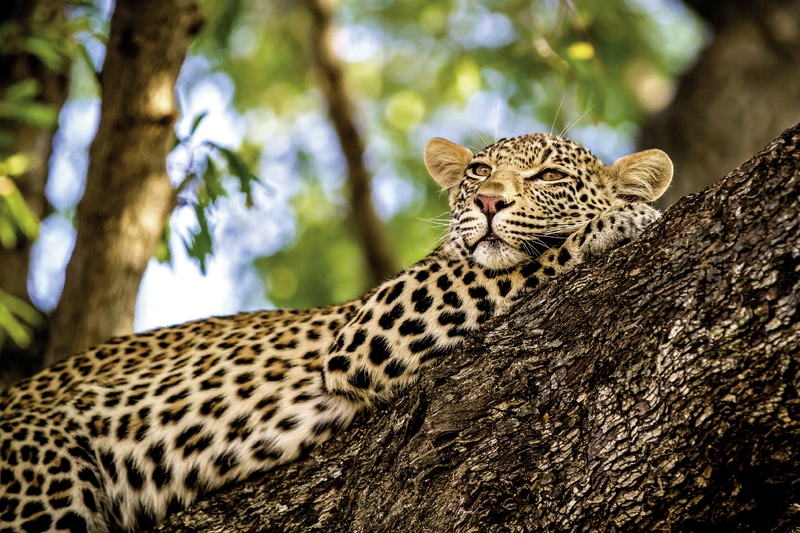Londolozi-Leopard(2)